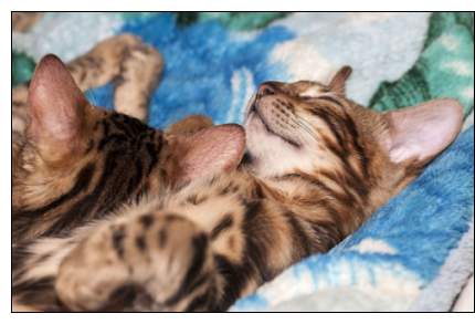 Bengal kittens sleeping
