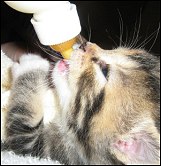 Bottle Kitten