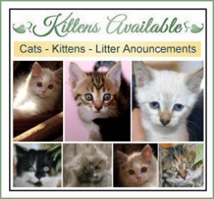 Find Bengal  Cats and Kittens for sale