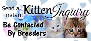 Kitten Inquiry