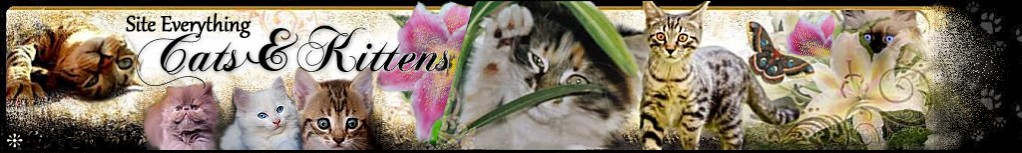 Find beautiful kittens for sale from pedigreed cat breeders at AbsolutelyKIttens.com